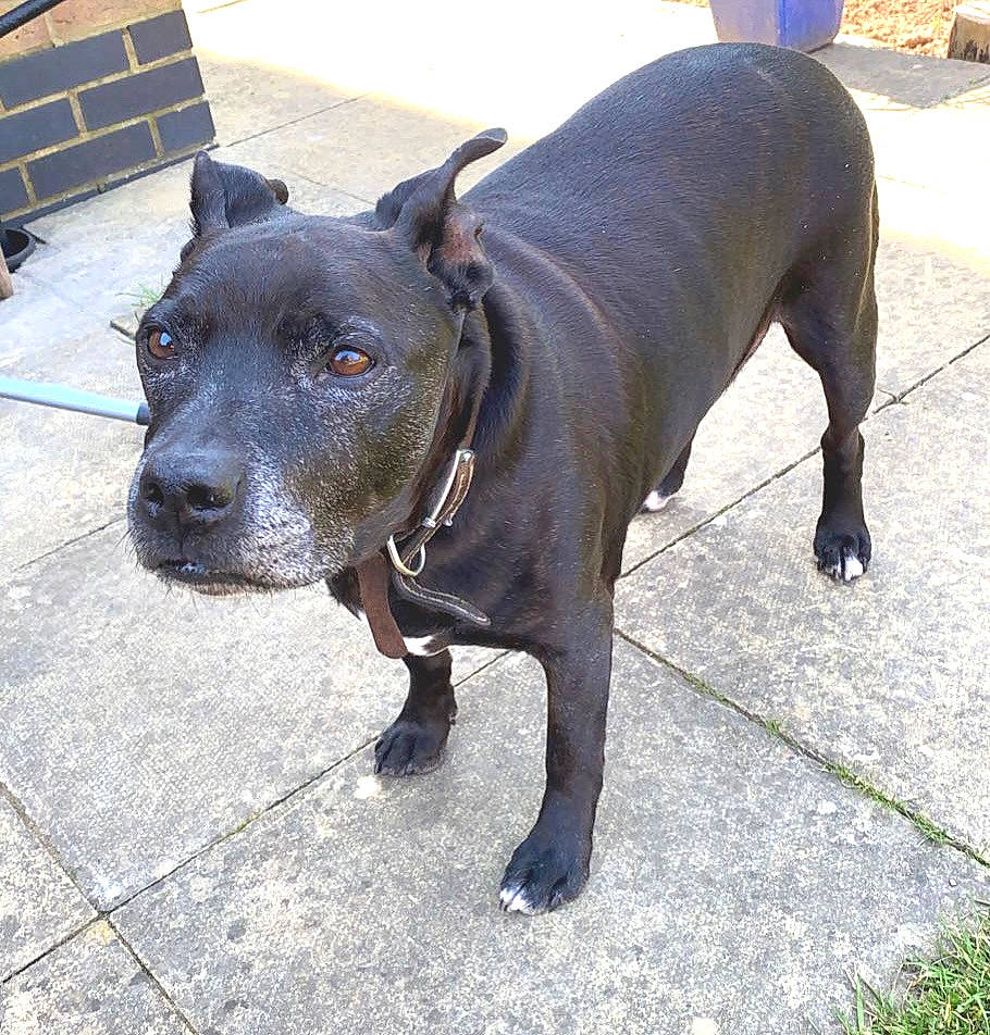 Butch is registered to the contest to win money with this photo: borador, canidae, carnivore, collar, companion_dog, dog, dog_breed, dog_collar, fawn, guard_dog, leash, pet_supply, road_surface, sculpture, snout, sporting_group, tail, terrestrial_animal, window, working_animal