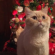Blanca is registered to the contest to win money with this photo: cat, christmas_tree, ornaments, holiday, tinsel, indoor, festive, decorations, santa_claus_doll, red, gold, curious, fluffy, cream_colored, pet, feline, celebration, seasonal, cute, cozy