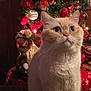 cat, christmas_tree, ornaments, holiday, tinsel, indoor, festive, decorations, santa_claus_doll, red, gold, curious, fluffy, cream_colored, pet, feline, celebration, seasonal, cute, cozy
