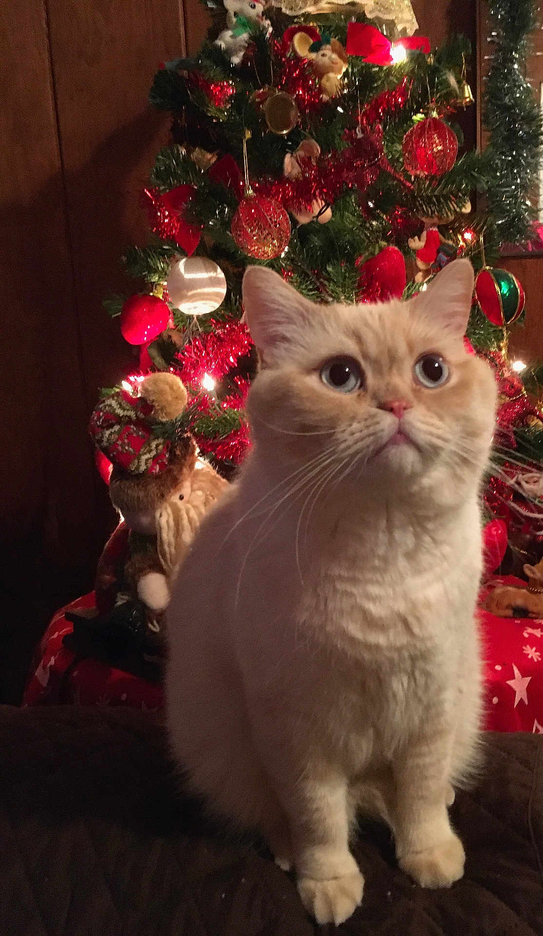 Blanca is registered to the contest to win money with this photo: cat, christmas_tree, ornaments, holiday, tinsel, indoor, festive, decorations, santa_claus_doll, red, gold, curious, fluffy, cream_colored, pet, feline, celebration, seasonal, cute, cozy