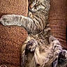 Charles is registered to the contest to win money with this photo: cat, tabby, sleeping, couch, furniture, pet, cozy, relaxed, paw, fur, indoor, resting, animal, mammal, whiskers, cute, domestic_cat, soft, comfort, nap