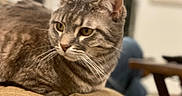 Charles joined the competition — help win amazing prizes! cat, tabby, pet, animal, feline, whiskers, ears, fur, close_up, indoor, cushion, texture, blurred_background, resting, looking_away, domestic_animal, mammal, cute, soft_light, home