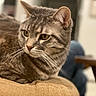 cat, tabby, pet, animal, feline, whiskers, ears, fur, close_up, indoor, cushion, texture, blurred_background, resting, looking_away, domestic_animal, mammal, cute, soft_light, home