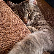 Charles is registered to the contest to win money with this photo: cat, tabby, sleeping, paw, close_up, feline, cozy, brown_fabric, texture, resting, indoor, cute, pet, animal, whiskers, ears, face, fur, relaxation, peaceful