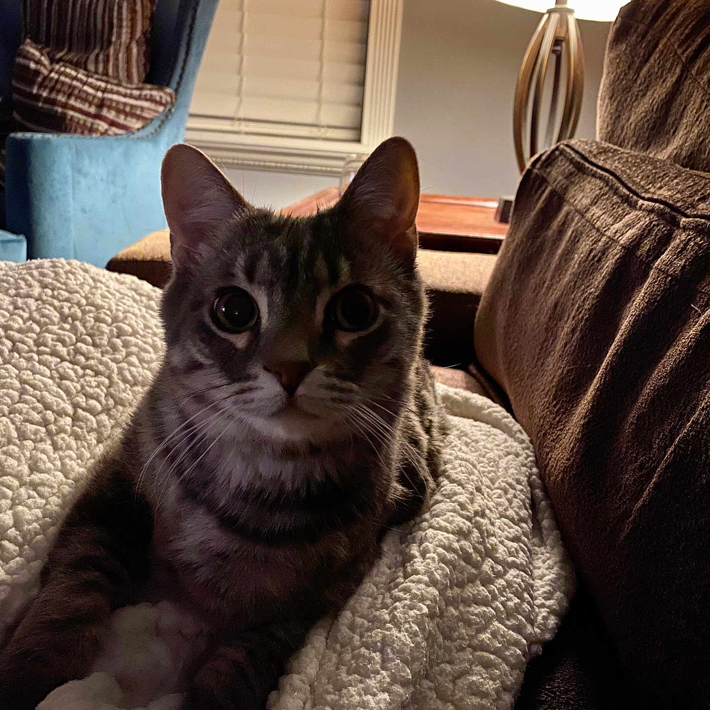 Charles is registered to the contest to win money with this photo: cat, tabby_cat, indoor, blanket, lamp, couch, chair, pillow, window, striped_fur, curious, cozy, soft_texture, furniture, pet, domestic_animal, relaxed, warm_light, shadow, home