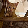 Leeloo is registered to the contest to win money with this photo: kitten, cat, orange_cat, pet, animal, indoor, carpet, wooden_chair, paw, curious, cute, feline, playful, young, small, domestic_cat, looking, close_up, home, floor