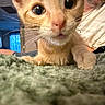 Leeloo joined the competition — help win amazing prizes! kitten, cat, orange_cat, close_up, whiskers, feline, pet, indoor, person, beard, human, blanket, furry, curious, paw, face, eyes, cozy, home, soft