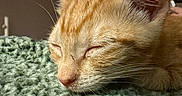 Leeloo is registered to the contest to win money with this photo: kitten, cat, sleeping, close_up, fur, whiskers, cozy, blanket, texture, indoor, pet, animal, resting, cute, ginger_cat, soft_lighting, peaceful, young_animal, portrait, feline