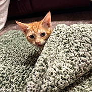 Leeloo is registered to the contest to win money with this photo: kitten, cat, orange_cat, blanket, texture, indoor, curious, peeking, cozy, feline, pet, young_cat, animal, soft, floor, carpet, ears, whiskers, cute, home