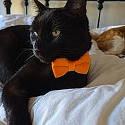 Leo is registered to the contest to win money with this photo: black_cat, orange_bow_tie, bed, white_bedspread, relaxed_cat, indoor, pet, sleeping_dog, brown_dog, feline, domestic_animal, cute, cozy, animal_companions, resting, close_up, soft_light, home, background_blur, comfortable