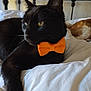 black_cat, orange_bow_tie, bed, white_bedspread, relaxed_cat, indoor, pet, sleeping_dog, brown_dog, feline, domestic_animal, cute, cozy, animal_companions, resting, close_up, soft_light, home, background_blur, comfortable