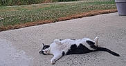Nefertyti a rejoint le concours — aidez-le/la à gagner de superbes lots ! cat, black_and_white_cat, animal, pet, lying_down, rolling_over, belly_up, outdoor, patio, concrete, garden, grass, plants, potted_plant, trees, shrubs, nature, relaxed, playful, tail