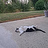 cat, black_and_white_cat, animal, pet, lying_down, rolling_over, belly_up, outdoor, patio, concrete, garden, grass, plants, potted_plant, trees, shrubs, nature, relaxed, playful, tail