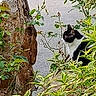 Nefertyti a rejoint le concours — aidez-le/la à gagner de superbes lots ! cat, black_and_white_cat, animal, pet, feline, sitting, outdoor, garden, foliage, leaves, greenery, tree_stump, plants, road, roadside, nature, camouflage, watchful, portrait, daylight