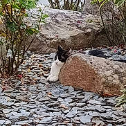 Nefertyti participe au concours pour gagner de l'argent avec cette photo : cat, black_and_white_cat, animal, pet, outdoors, garden, rockery, rocks, boulder, slate, plants, shrubs, leaves, stream, nature, landscape, resting, sitting, camouflage, vertical_photo