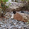 cat, black_and_white_cat, animal, pet, outdoors, garden, rockery, rocks, boulder, slate, plants, shrubs, leaves, stream, nature, landscape, resting, sitting, camouflage, vertical_photo