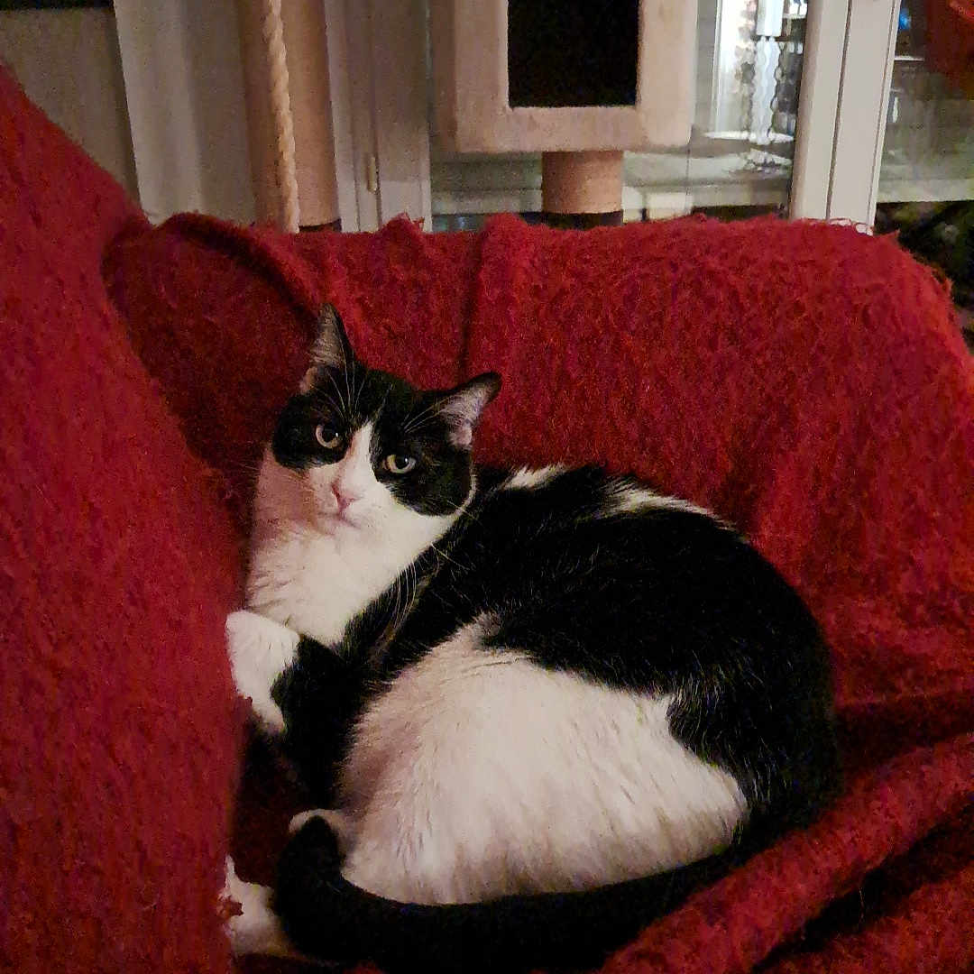 Nefertyti participe au concours pour gagner de l'argent avec cette photo : cat, black_and_white, tuxedo_cat, pet, animal, sitting, chair, red_chair, indoor, home, cozy, portrait, fur, whiskers, ears, eyes, relaxed, furniture, cat_tree, photography