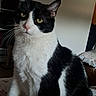 Nefertyti participe au concours pour gagner de l'argent avec cette photo : cat, black_and_white, tuxedo_cat, pet, animal, sitting, portrait, whiskers, green_eyes, pink_nose, feline, fur, indoors, bed, bedroom, patterned_bedding, home, alert, close_up, serious_expression