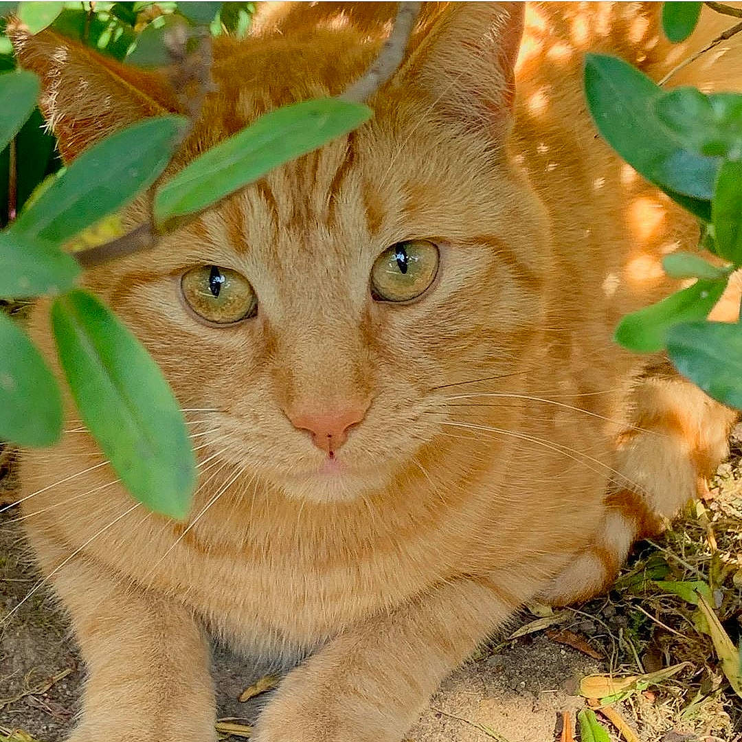 Ginge is registered to the contest to win money with this photo: asian, carnivore, cat, domestic_short_haired_cat, european_shorthair, eye, fawn, felidae, fur, german_rex, grass, mammal, organism, plant, small_to_medium_sized_cats, snout, tabby_cat, tree, whiskers, wildlife