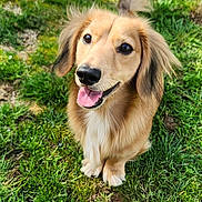 Ollie is registered to the contest to win money with this photo: dog, golden_retriever, long_hair, puppy, pet, animal, sitting, grass, garden, outdoors, greenery, portrait, happy, smiling, tongue_out, floppy_ears, golden_fur, looking_at_camera, nature, sunlight