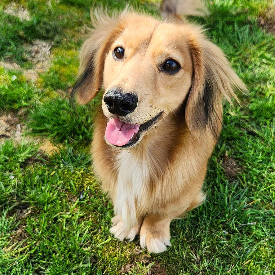 Ollie