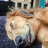 dog, golden_retriever, sleeping, lying_down, upside_down, tongue_out, closed_eyes, floppy_ears, golden_fur, pet, indoors, blanket, cozy, portrait, close_up, relaxed, cute, funny, home, soft_lighting