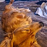 dog, golden_retriever, pet, sleeping, relaxed, upside_down, lying_down, bed, bedroom, blanket, pillow, long_hair, golden_fur, closed_eyes, snout, ears, cozy, indoors, portrait, nap