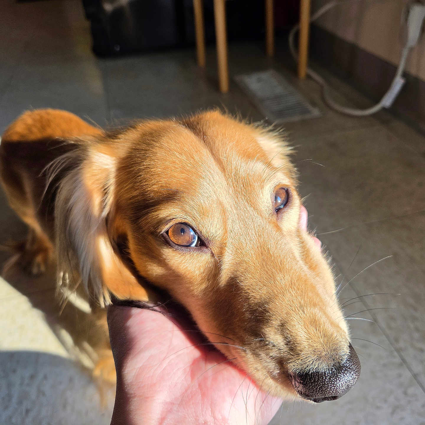 Ollie