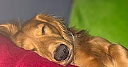 Ollie is registered to the contest to win money with this photo: dog, sleeping, puppy, golden_brown, long_hair, floppy_ears, black_nose, closed_eyes, pet, indoors, blanket, red_blanket, green_cushion, blue_wall, cozy, relaxed, resting, close_up, portrait, nap