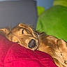 dog, sleeping, puppy, golden_brown, long_hair, floppy_ears, black_nose, closed_eyes, pet, indoors, blanket, red_blanket, green_cushion, blue_wall, cozy, relaxed, resting, close_up, portrait, nap