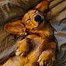 dog, sleeping, lying_down, belly_up, fluffy, golden_fur, large_nose, closed_eyes, paws, claws, ears, bed, blanket, bedding, cozy, indoors, portrait, close_up, relaxed, cute