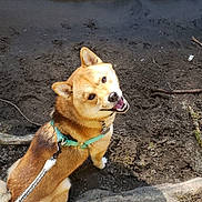 Iko joined the competition — help win amazing prizes! dog, shiba_inu, pet, animal, canine, harness, leash, outdoor, nature, stream, water, mud, soil, forest, woodland, tree_roots, sunlight, sitting, happy, portrait