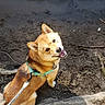 dog, shiba_inu, pet, animal, canine, harness, leash, outdoor, nature, stream, water, mud, soil, forest, woodland, tree_roots, sunlight, sitting, happy, portrait