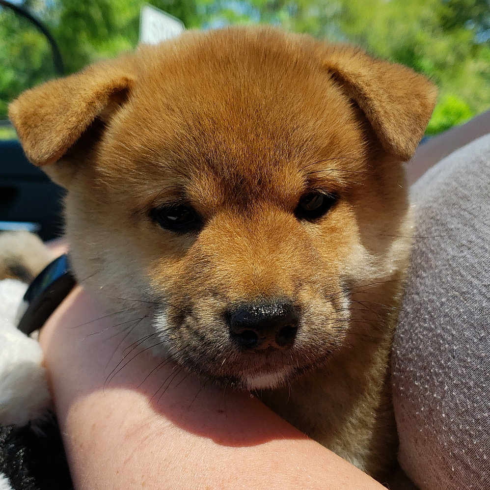 Iko