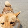 Iko joined the competition — help win amazing prizes! dog, shiba_inu, pet, beach, ocean, sand, shoreline, outdoor, animal, canine, portrait, selfie, tongue, panting, happy, furry, brown_and_white, sunlight, waves, summer