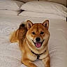 Iko is registered to the contest to win money with this photo: dog, shiba_inu, pet, animal, smiling, happy, lying_down, bed, bedroom, pillow, bedding, headboard, indoors, portrait, brown_fur, pointed_ears, open_mouth, tongue, collar, cozy