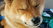 Iko is registered to the contest to win money with this photo: dog, shiba_inu, canine, pet, animal, portrait, close_up, sleepy, closed_eyes, relaxed, sitting, paws, fur, tan_coat, black_nose, whiskers, car_interior, seat, blanket, leash