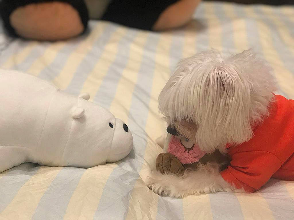 Miloo joined the competition — help win amazing prizes! bichon, canidae, carnivore, companion_dog, coton_de_tulear, dog, dog_breed, maltese, mammal, non_sporting_group, puppy, puppy_love, rare_breed_dog, sealyham_terrier, shih_tzu, snout, sporting_group, toy_dog, vertebrate, west_highland_white_terrier