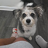 Mars West is registered to the contest to win money with this photo: dog, puppy, pet, animal, portrait, close_up, fluffy, scruffy, black_and_white, brown, white, fur, ears, eyes, nose, collar, indoor, floor, socks, playful