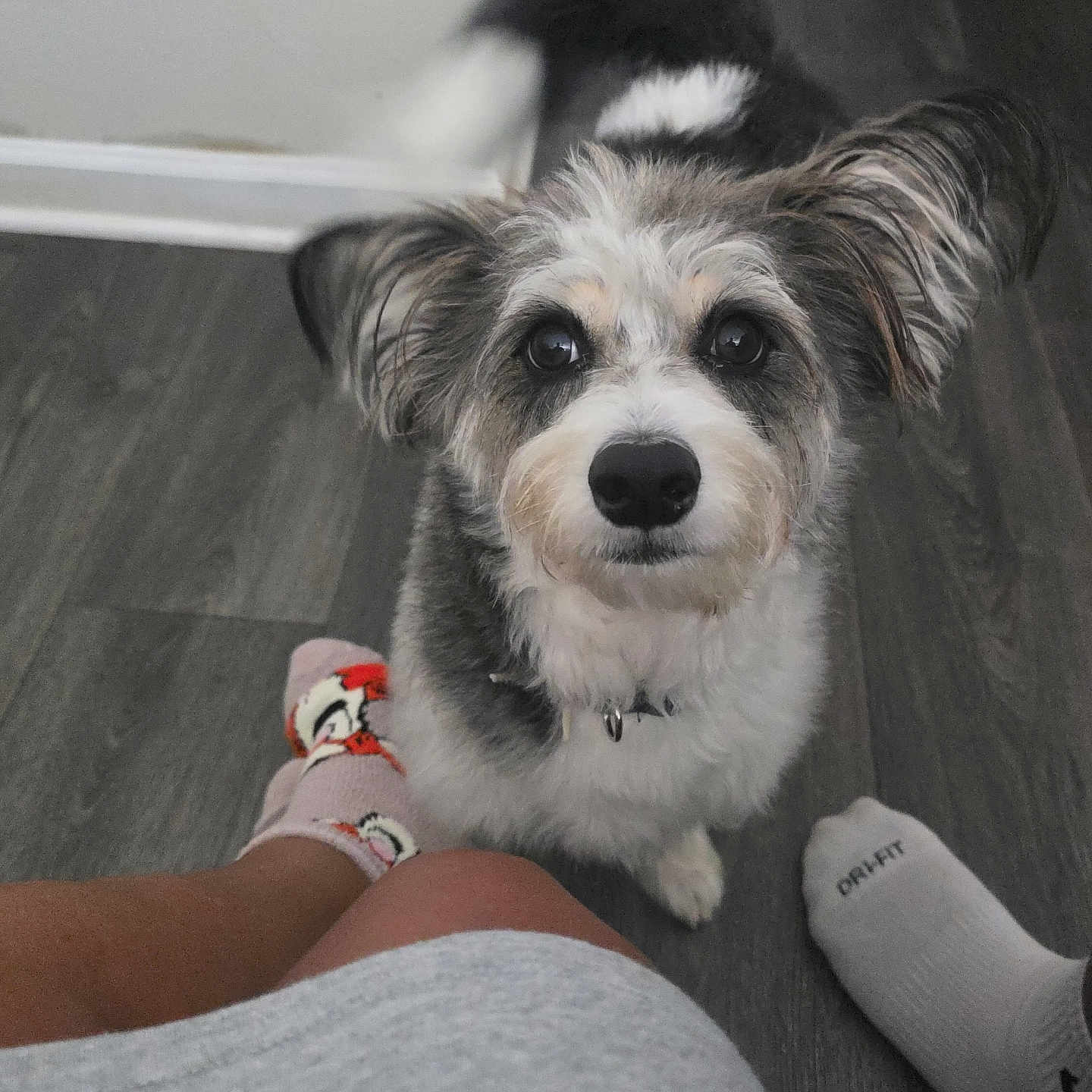 Mars West is registered to the contest to win money with this photo: dog, puppy, pet, animal, portrait, close_up, fluffy, scruffy, black_and_white, brown, white, fur, ears, eyes, nose, collar, indoor, floor, socks, playful