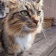 Pickles joined the competition — help win amazing prizes! cat, tabby, fluffy, long_hair, pet, animal, feline, whiskers, green_eyes, close_up, portrait, outdoor, wooden_deck, tail, fur, striped, sitting, alert, sunlight, domestic_animal