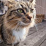 cat, tabby, fluffy, long_hair, pet, animal, feline, whiskers, green_eyes, close_up, portrait, outdoor, wooden_deck, tail, fur, striped, sitting, alert, sunlight, domestic_animal