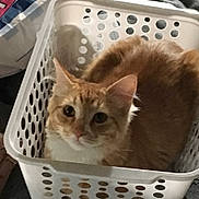 Boots is registered to the contest to win money with this photo: cat, orange_cat, laundry_basket, pet, animal, indoor, cute, feline, looking_at_camera, white_basket, ears, fur, whiskers, domestic_cat, sitting, curious, eyes, nose, home, cozy
