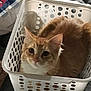 cat, orange_cat, laundry_basket, pet, animal, indoor, cute, feline, looking_at_camera, white_basket, ears, fur, whiskers, domestic_cat, sitting, curious, eyes, nose, home, cozy