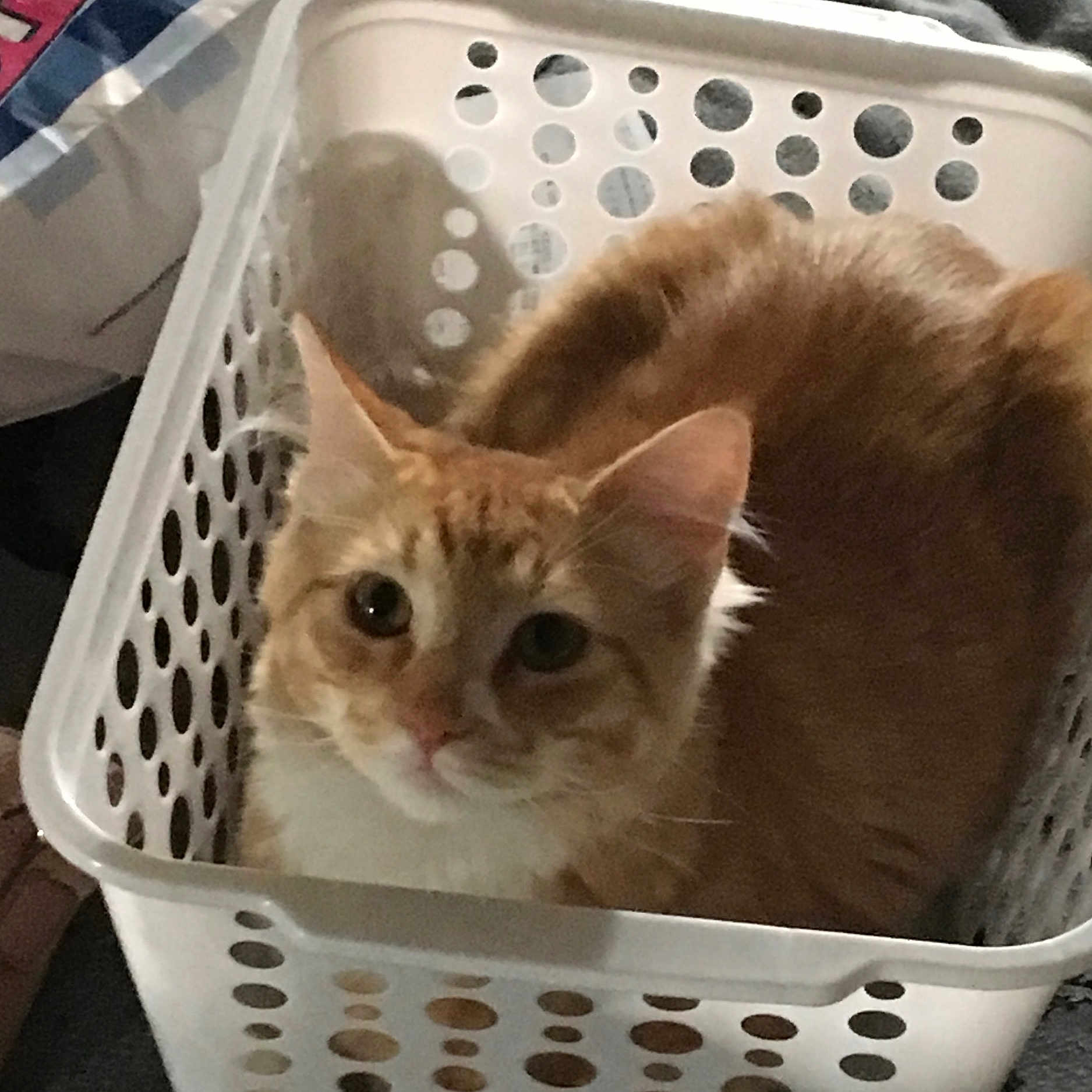 Boots is registered to the contest to win money with this photo: animal, cat, cozy, curious, cute, domestic_cat, ears, eyes, feline, fur, home, indoor, laundry_basket, looking_at_camera, nose, orange_cat, pet, sitting, whiskers, white_basket