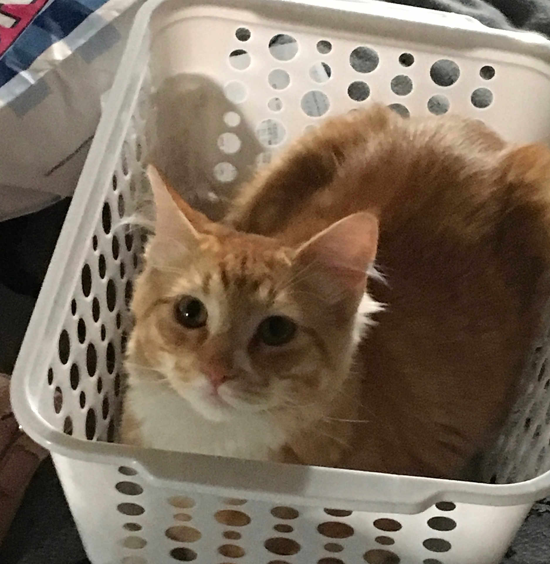 Boots is registered to the contest to win money with this photo: cat, orange_cat, laundry_basket, pet, animal, indoor, cute, feline, looking_at_camera, white_basket, ears, fur, whiskers, domestic_cat, sitting, curious, eyes, nose, home, cozy