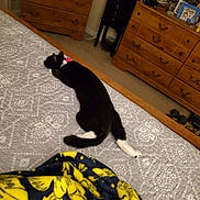 Little Girl is registered to the contest to win money with this photo: cat, bed, blanket, bedspread, collar, black_cat, white_paw, wooden_dresser, carpet, bedroom, furniture, indoor, resting, pet, animal, sleeping, pink_collar, patterned, cozy, relaxing