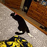 cat, bed, blanket, bedspread, collar, black_cat, white_paw, wooden_dresser, carpet, bedroom, furniture, indoor, resting, pet, animal, sleeping, pink_collar, patterned, cozy, relaxing