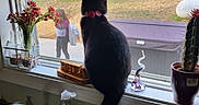 Little Girl is registered to the contest to win money with this photo: cat, window, person, kitchen, sink, soap_bottle, flower_vase, cactus, collar, black_cat, domestic, curious, indoor, outdoor, glass_window, plant_pot, countertop, household_items, daylight, screen_window