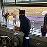 cat, window, person, kitchen, sink, soap_bottle, flower_vase, cactus, collar, black_cat, domestic, curious, indoor, outdoor, glass_window, plant_pot, countertop, household_items, daylight, screen_window